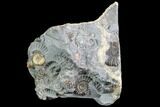 Ammonite Fossil Cluster - Marston Magna Marble #86239-1